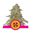 Sweet ZZ SALE