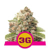 Triple G SALE