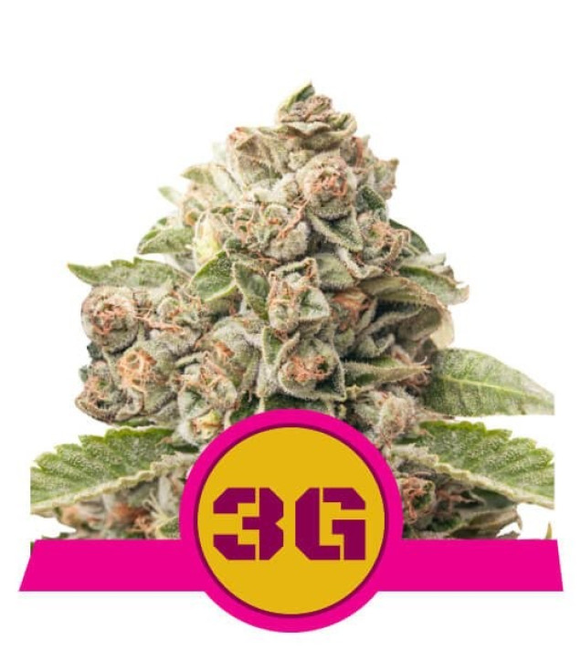 Triple G SALE