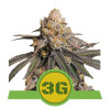 Triple G Auto SALE