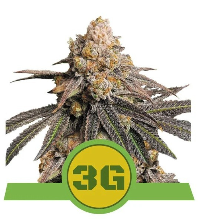 Triple G Auto SALE
