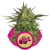 Haze Berry SALE