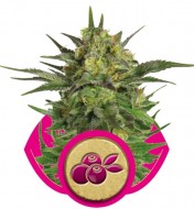 Haze Berry SALE