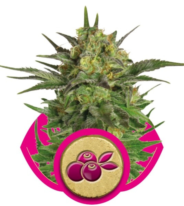 Haze Berry SALE