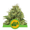 Haze Berry Auto SALE