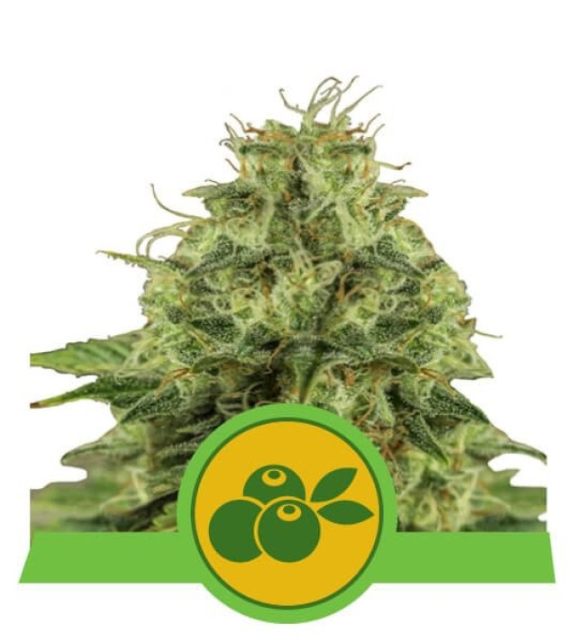 Haze Berry Auto SALE