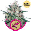 Honey Cream Fast Flowering SALE