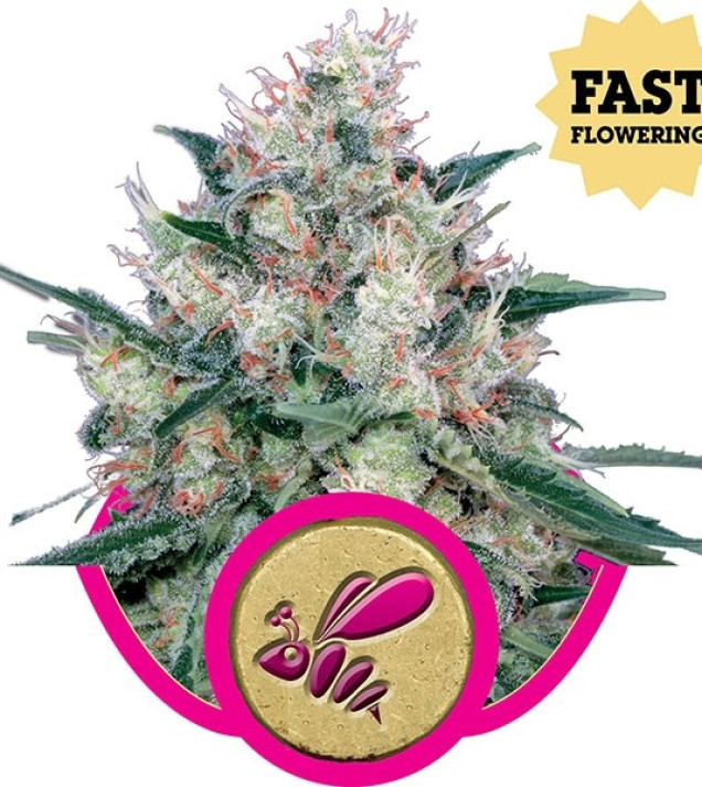 Honey Cream Fast Flowering SALE