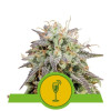 Mimosa Automatic SALE