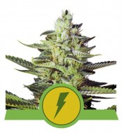 North Thunderfuck Auto SALE