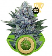 Northern Light Automatic SALE