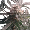 Northern Light Automatic SALE
