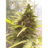 Northern Light Automatic SALE
