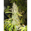 Northern Light Automatic SALE