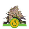 Purple Queen Auto SALE
