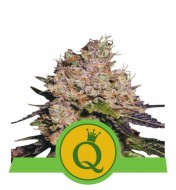 Purple Queen Auto SALE