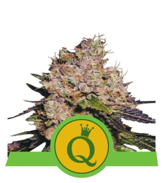 Purple Queen Auto SALE