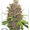 Auto Glueberry O.G. SALE