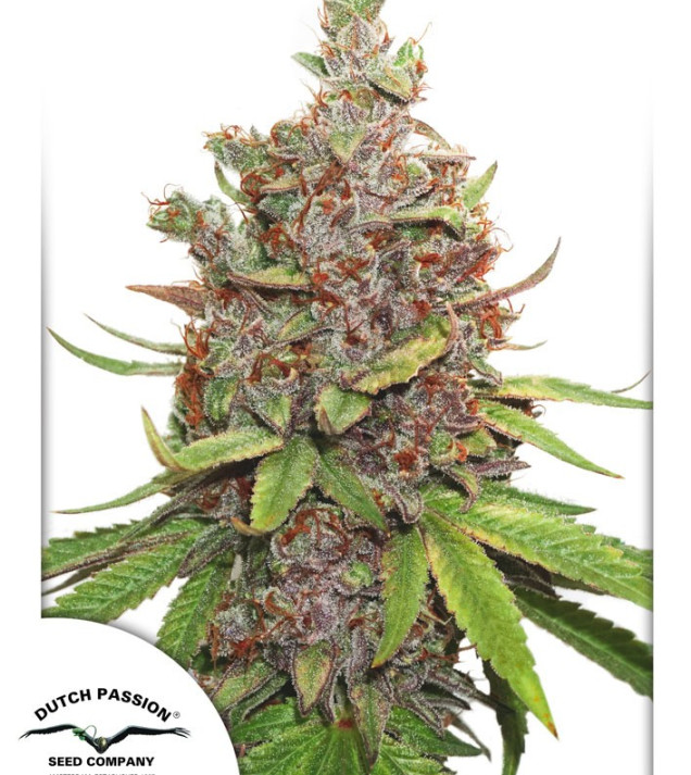 Auto Glueberry O.G. SALE