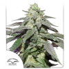 Auto Skywalker Haze SALE