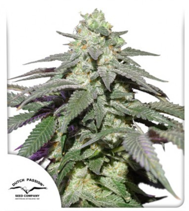 Auto Skywalker Haze SALE