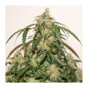 Auto Skywalker Haze SALE