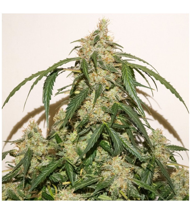 Auto Skywalker Haze SALE
