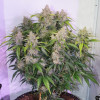 Auto Skywalker Haze SALE