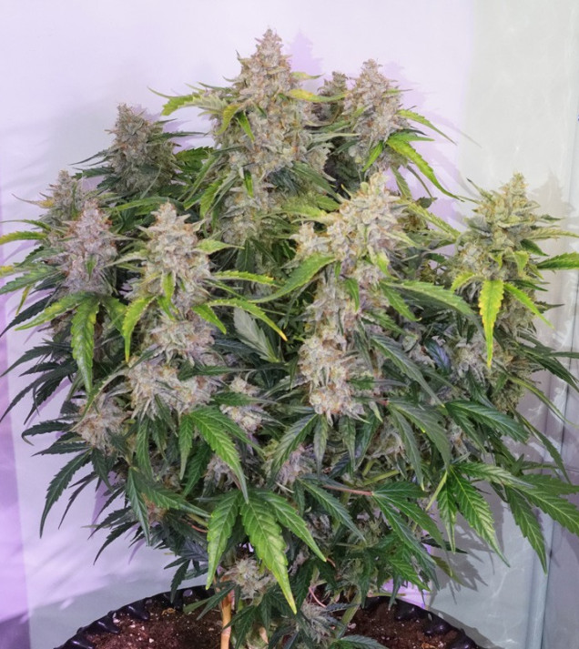 Auto Skywalker Haze SALE