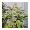 Auto Skywalker Haze SALE