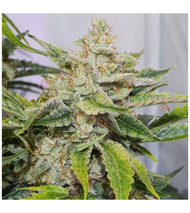 Auto Skywalker Haze SALE