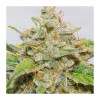 Auto Skywalker Haze SALE