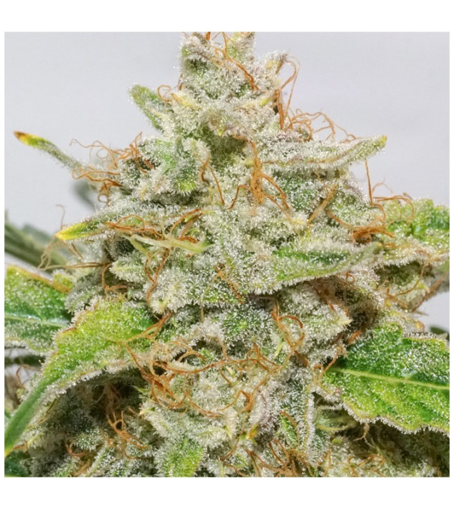 Auto Skywalker Haze SALE