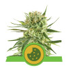 Royal Cookies Autoflowering SALE