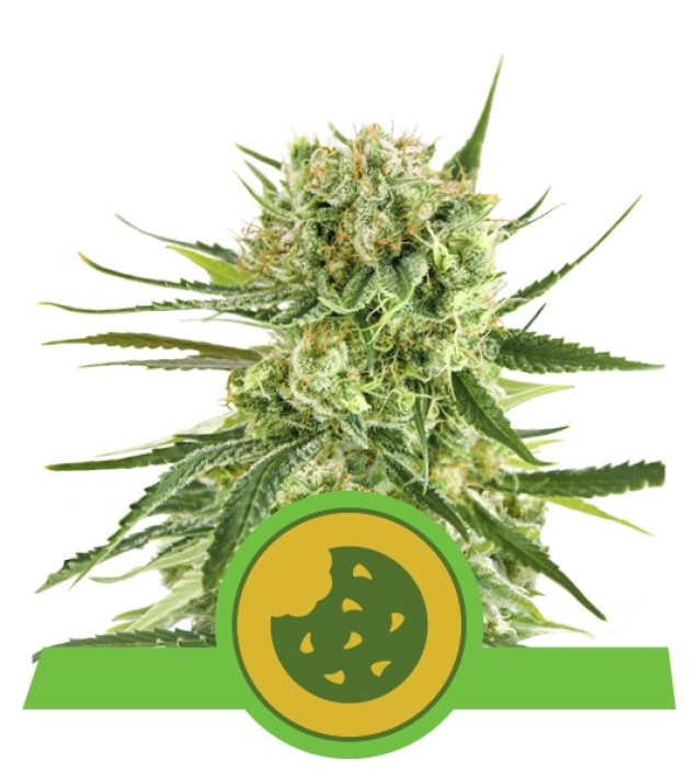 Royal Cookies Autoflowering SALE