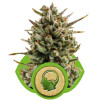 Amnesia Haze Automatic SALE