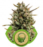 Amnesia Haze Automatic SALE