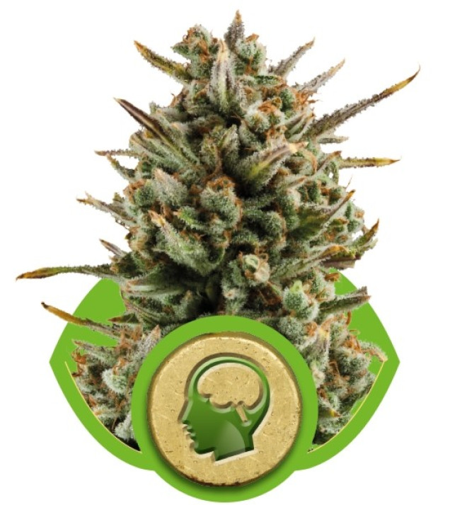 Amnesia Haze Automatic SALE