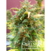 Amnesia Haze Automatic SALE