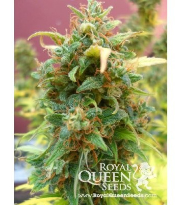 Amnesia Haze Automatic SALE