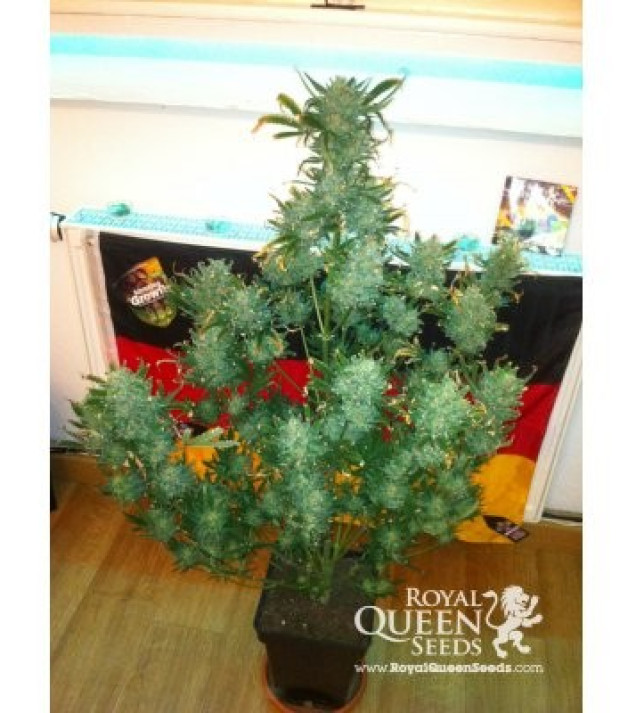 Amnesia Haze Automatic SALE