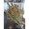 Amnesia Haze Automatic SALE