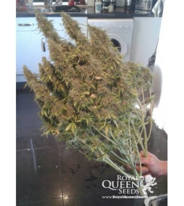 Amnesia Haze Automatic SALE