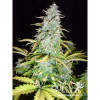 Amnesia Haze Automatic SALE
