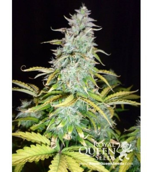 Amnesia Haze Automatic SALE