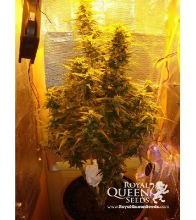 Amnesia Haze Automatic SALE