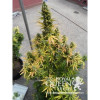 Amnesia Haze Automatic SALE