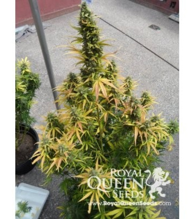 Amnesia Haze Automatic SALE