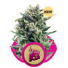 Blue Cheese SALE