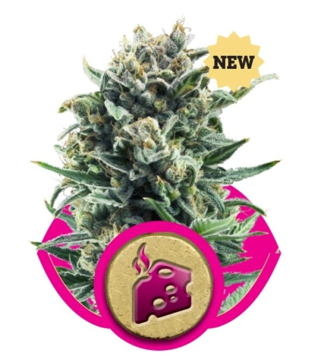 Blue Cheese SALE